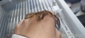 kronengecko Nachzuchten 