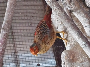 Junger Goldfasan Hahn abzugeben 