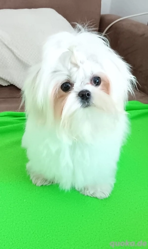 Sehr kleiner Malteser Rüde 