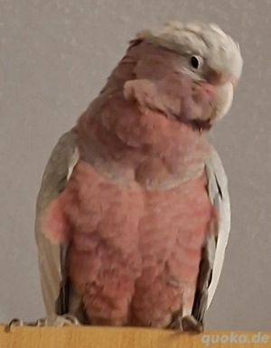 Verkaufe Handzahmer Rosakakadu