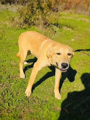 Alex ein toller Labbymix 