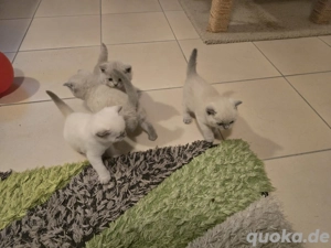 babykatzen britisch kurzhaar Bild 5
