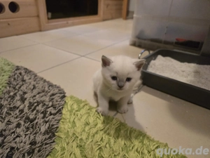 babykatzen britisch kurzhaar Bild 4