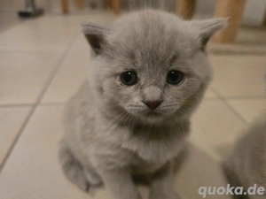 babykatzen britisch kurzhaar Bild 2