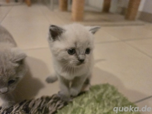 babykatzen britisch kurzhaar Bild 3