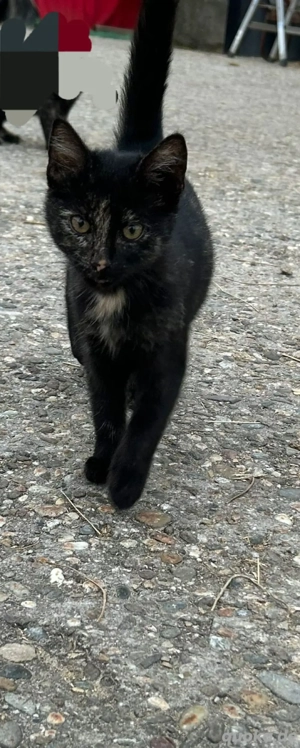 Stallkätzchen abzugeben