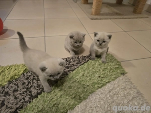 babykatzen britisch kurzhaar Bild 6