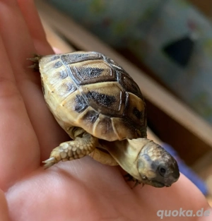 Griechische Landschildkröten Schildkröten von 2025