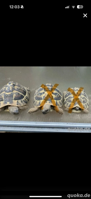 1 große Griechische Landschildkröte von 2019 Schildkröten