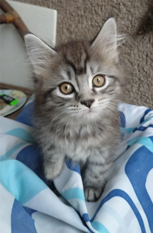 Maine Coon Kitten