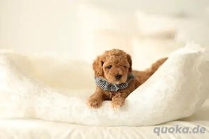 Verspielte Maltipoo-Welpen!