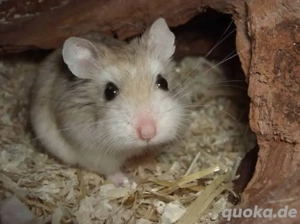 Roborowski Zwerghamster Männlich mit zubehör 