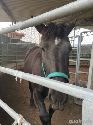 Norikerstute Rappe 5 jahre nur Offenstallhaltung 170 cm kräftig gebaut nur in Erfahrende Hände 
