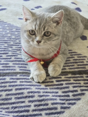 BKH-Kitten Mischlinge