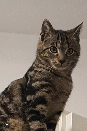 Meine Junge Katze  sucht neue haus