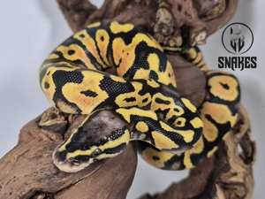 !Angebot! 0.1 Orange Dream Vanilla Yellow Belly NZ25 - Königspython Python regius
