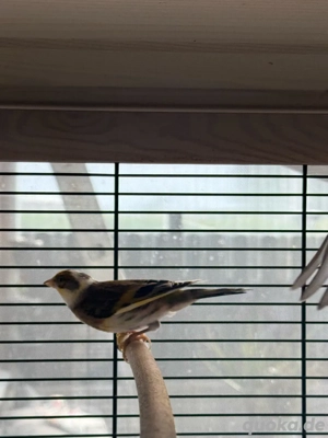 Stieglitz Mischlinge