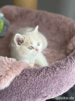 Wunderschöne BKH Kitten Bild 8