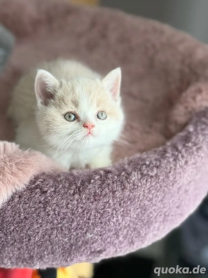 Wunderschöne BKH Kitten Bild 3