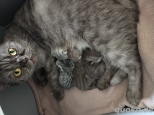 Britisch kurzhaarige Kätzchen 