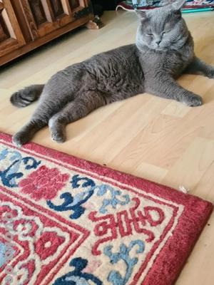 Sehr schöner BKH Deckkater! Erfahren.Stammbaum! Bild 6