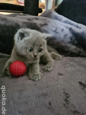 Sehr schöner BKH Deckkater! Erfahren.Stammbaum! Bild 8