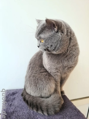Sehr schöner BKH Deckkater! Erfahren.Stammbaum! Bild 5