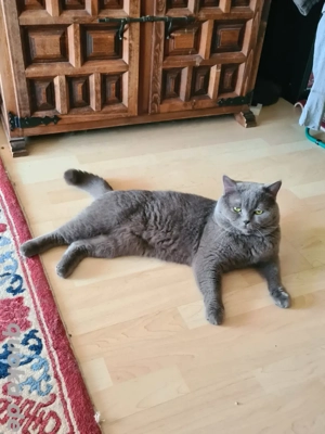 Sehr schöner BKH Deckkater! Erfahren.Stammbaum!