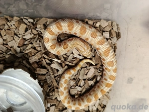 Hakennasennattern (Heterodon nasicus) aus eigener Nachzucht 2025 zu verkaufen!) 