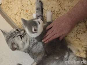 Kätzchen Britisch kurzhaarige Katze 