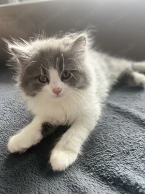 Katzenbabys Sibirische