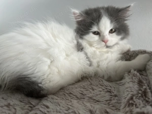 Katzenbabys Sibirische