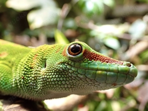 Großer Madagaskar Taggecko (Phelsuma Grandis) 1.0, 7 Jahre alt