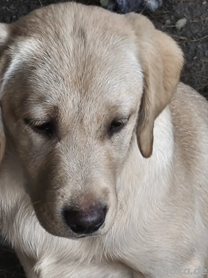 Wunderschöne Laprador Welpen - verspielt & bereit fuer neues Zuhause    Bild 2