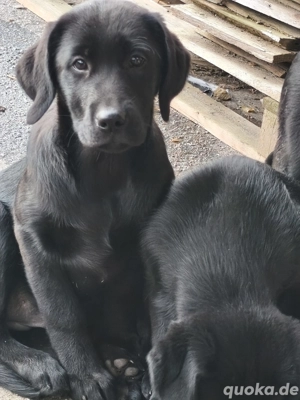 Wunderschöne Laprador Welpen - verspielt & bereit fuer neues Zuhause    Bild 4