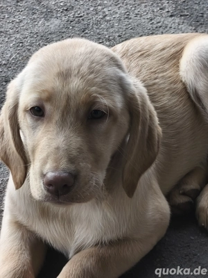Wunderschöne Laprador Welpen - verspielt & bereit fuer neues Zuhause    Bild 3