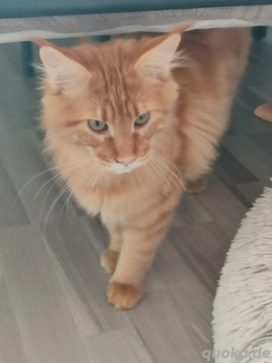 Maine coon kater abzugeben 