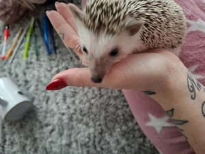 Afrikanischer Weißbauchigel Junge 