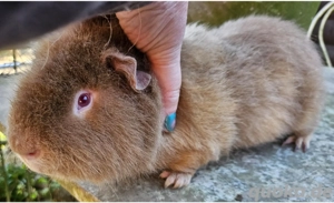 Schöne Riesenmeerschweinchen (Cuys)