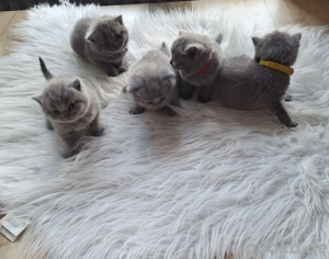 Reinrassige BKH Kitten. 