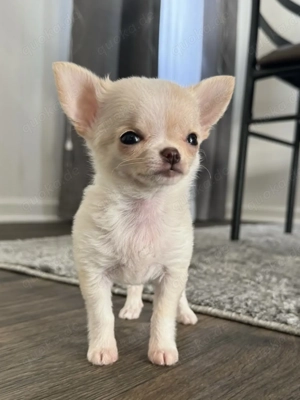 Chihuahua-Welpen Bild 3