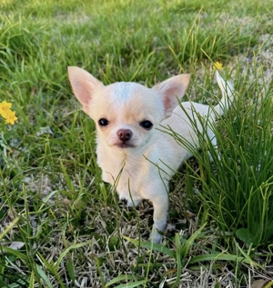 Chihuahua-Welpen Bild 2