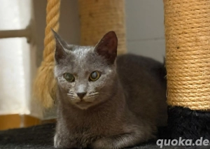 Maya, Kätzin vom Tierschutz 