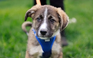 Talino - kleines Herz mit großer Geschichte