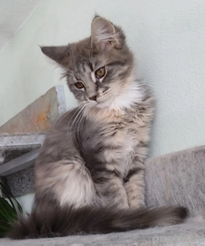 Maine Coon Kitten zu verkaufen.