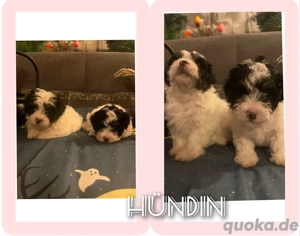 2 kleine Bolonka  Welpen suchen ein neues Zuhause 