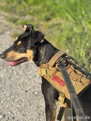 Liebevolles neues Zuhause für Schäferhund-Mix Lotti gesucht