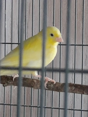 Gelber Kanarienvogel 