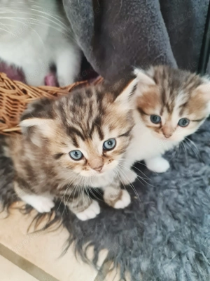 Reinrassige süße Angora Kitten