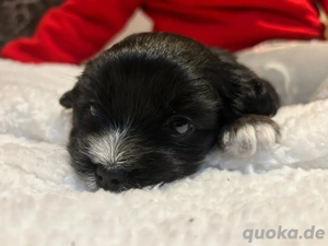 Havapoo x amerikanischer Dackel Mix